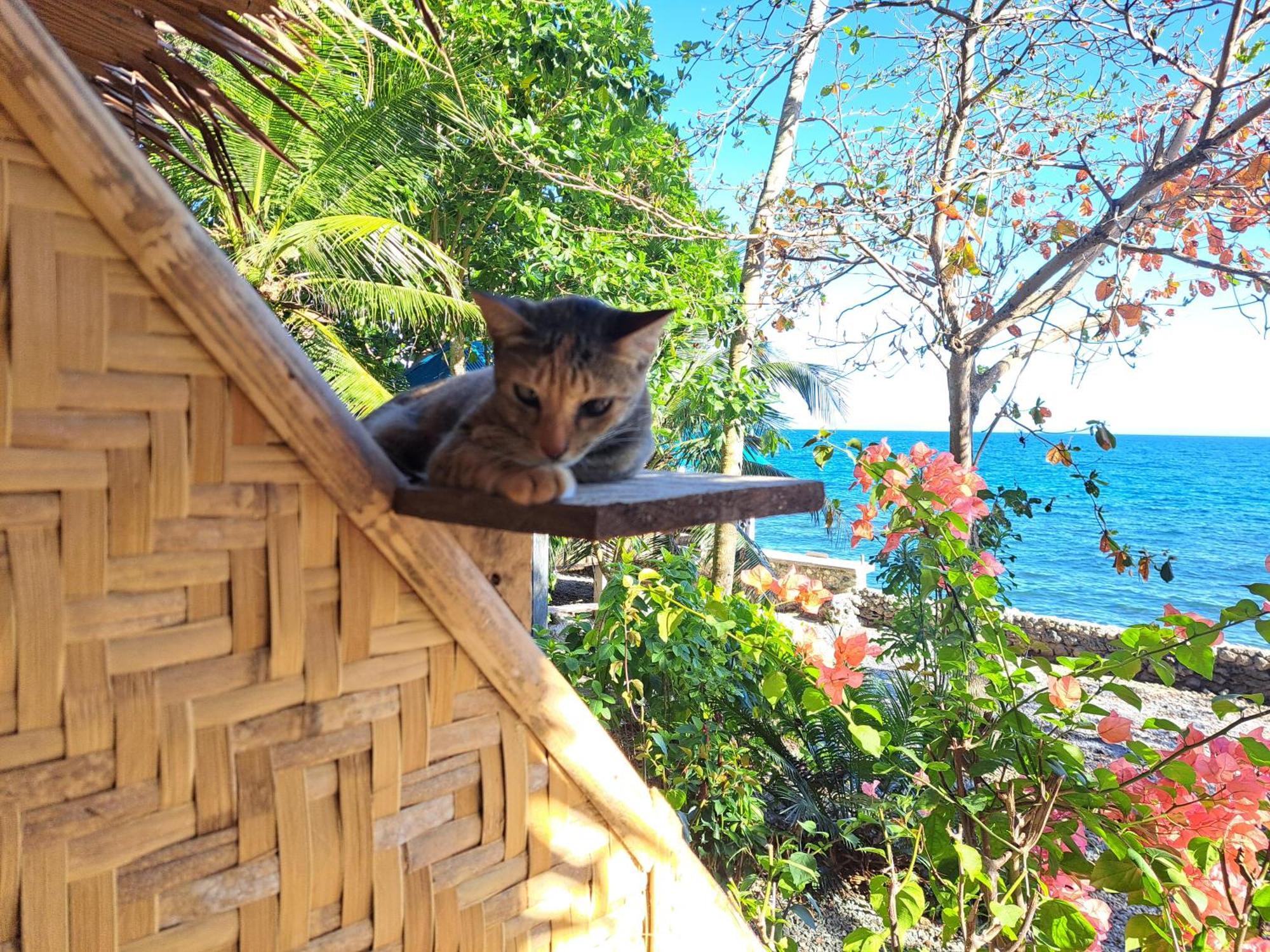 Paseo Del Mar Seaside Inn Jagna Ngoại thất bức ảnh